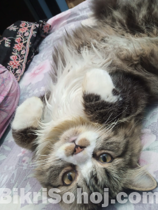 Cats